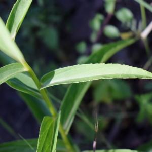 Photographie n°2322548 du taxon Digitalis lutea L. [1753]