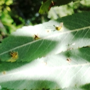 Photographie n°2322594 du taxon Sorbus aucuparia L. [1753]