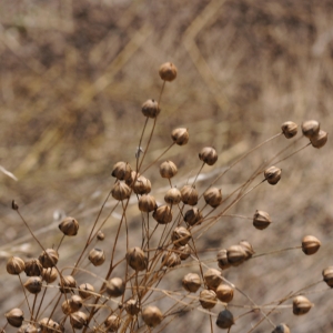 Photographie n°2322636 du taxon Linum usitatissimum L. [1753]