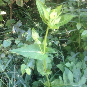 Photographie n°2322718 du taxon Cirsium oleraceum (L.) Scop. [1769]