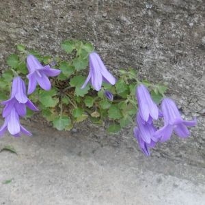  - Campanula carpatica Jacq. [1771]