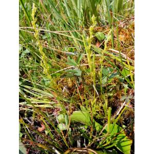 Ophrys paludosa L. (Malaxide des marais)