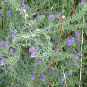 Photographie n°2322772 du taxon Echium vulgare L.