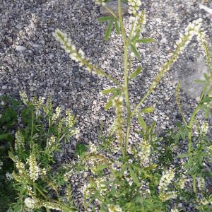 Photographie n°2322787 du taxon Trigonella alba (Medik.) Coulot & Rabaute