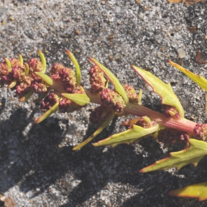 Photographie n°2322796 du taxon Oxybasis rubra (L.) S.Fuentes, Uotila & Borsch