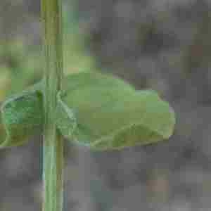 Photographie n°2322833 du taxon Centaurea pectinata L. [1763]