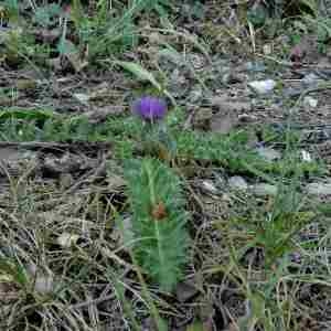 Photographie n°2322855 du taxon Cirsium acaulon (L.) Scop. [1769]