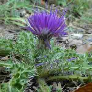 Photographie n°2322856 du taxon Cirsium acaulon (L.) Scop. [1769]