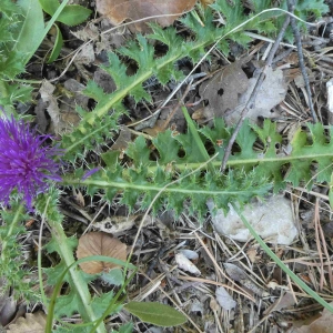 Photographie n°2322857 du taxon Cirsium acaulon (L.) Scop. [1769]