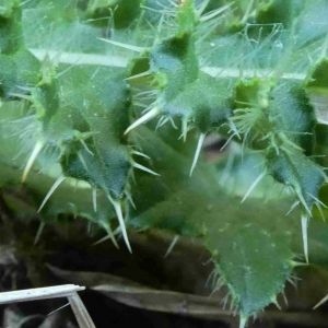 Photographie n°2322860 du taxon Cirsium acaulon (L.) Scop. [1769]