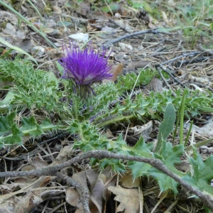 Photographie n°2322861 du taxon Cirsium acaulon (L.) Scop. [1769]