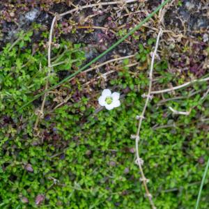 Photographie n°2322918 du taxon Arenaria balearica L. [1768]