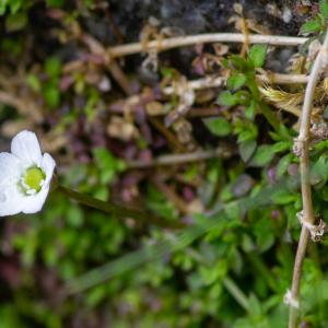 Photographie n°2322921 du taxon Arenaria balearica L. [1768]