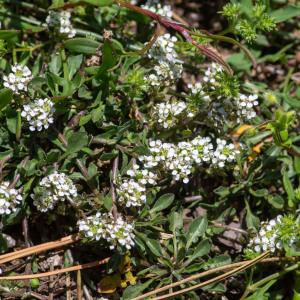 Photographie n°2322934 du taxon Lepidium oxyotum DC. [1821]