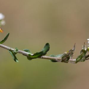 Photographie n°2322935 du taxon Lepidium oxyotum DC. [1821]