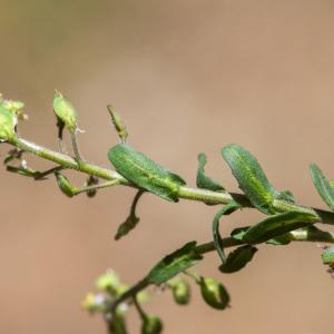  - Lepidium oxyotum DC. [1821]