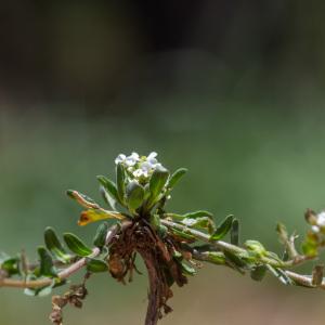 Photographie n°2322940 du taxon Lepidium oxyotum DC. [1821]