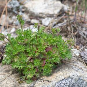 Photographie n°2322950 du taxon Saxifraga cervicornis Viv. [1825]