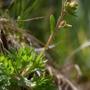 Photographie n°2322952 du taxon Saxifraga cervicornis Viv. [1825]