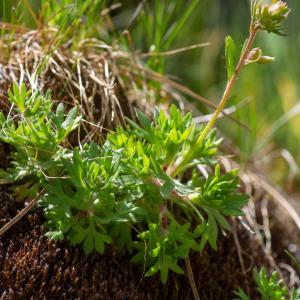  - Saxifraga cervicornis Viv. [1825]