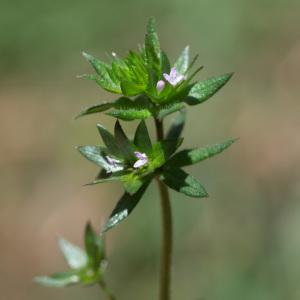 Photographie n°2322960 du taxon Sherardia arvensis L.