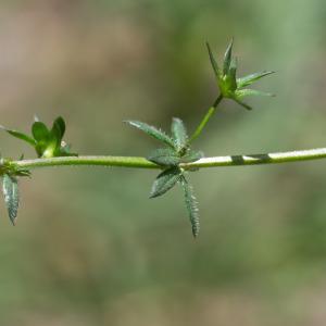 Photographie n°2322961 du taxon Sherardia arvensis L.