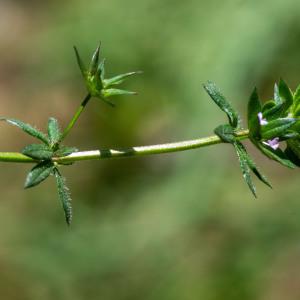 Photographie n°2322962 du taxon Sherardia arvensis L.