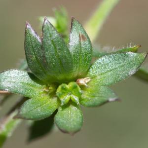 Photographie n°2322963 du taxon Sherardia arvensis L.