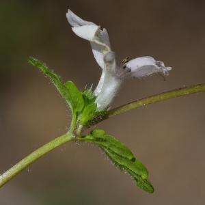 Photographie n°2322980 du taxon Stachys corsica Pers.