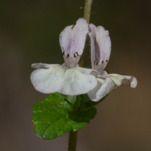 Photographie n°2322981 du taxon Stachys corsica Pers.