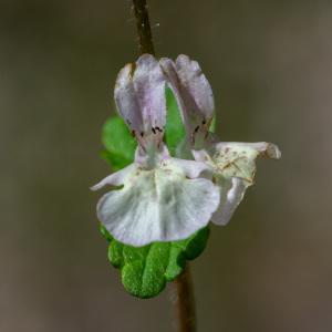 Photographie n°2322983 du taxon Stachys corsica Pers.