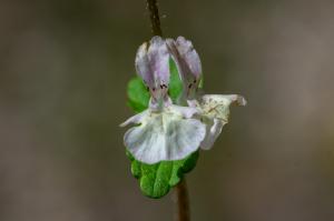 Jean-Jacques Houdré, le 23 mai 2019 (zonza)