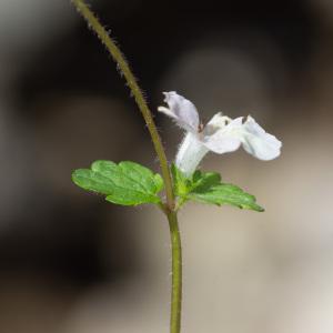  - Stachys corsica Pers.