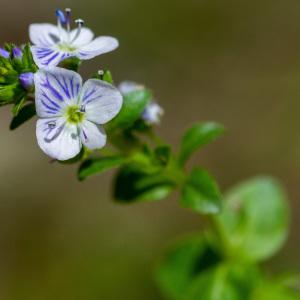 Photographie n°2322985 du taxon Veronica serpyllifolia subsp. serpyllifolia 