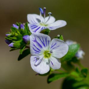 Photographie n°2322986 du taxon Veronica serpyllifolia subsp. serpyllifolia 