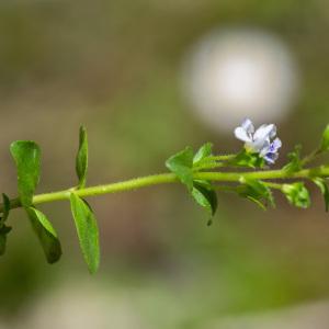 Photographie n°2322987 du taxon Veronica serpyllifolia subsp. serpyllifolia 