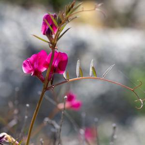 Photographie n°2322995 du taxon Vicia angustifolia L. [1759]