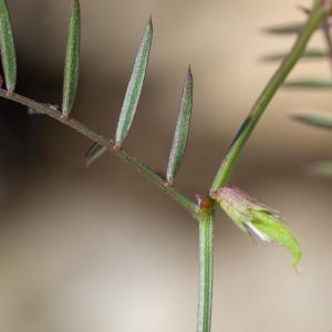Photographie n°2322998 du taxon Vicia angustifolia L. [1759]