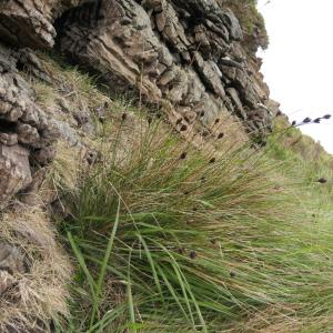 Photographie n°2323012 du taxon Schoenus nigricans L. [1753]