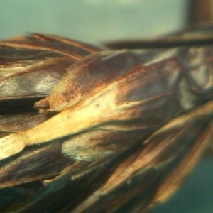 Photographie n°2323014 du taxon Schoenus nigricans L. [1753]