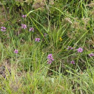 Photographie n°2323021 du taxon Stachys officinalis (L.) Trévis. [1842]