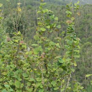 Photographie n°2323079 du taxon Corylus avellana L. [1753]