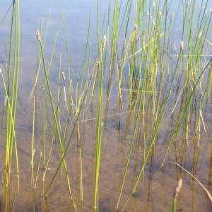 Photographie n°2323093 du taxon Eleocharis palustris (L.) Roem. & Schult. [1817]