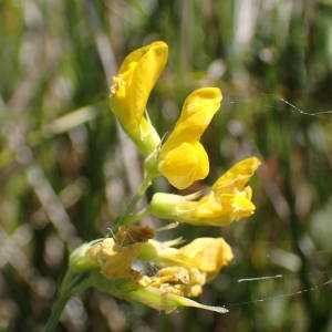 Photographie n°2323113 du taxon Lathyrus pratensis L. [1753]