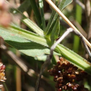 Photographie n°2323114 du taxon Lathyrus pratensis L. [1753]