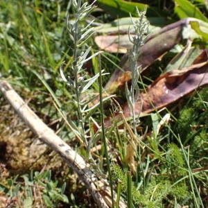 Photographie n°2323117 du taxon Thesium alpinum L.