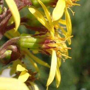 Cineraria sibirica (L.) L. (Ligulaire de Sibérie)