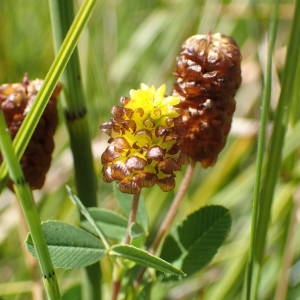 Photographie n°2323145 du taxon Trifolium spadiceum L. [1755]