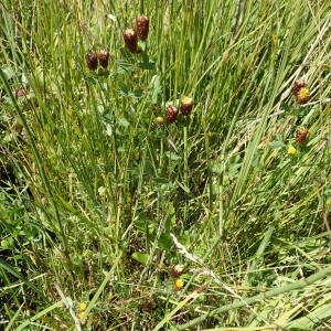 Photographie n°2323146 du taxon Trifolium spadiceum L. [1755]