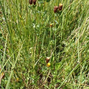 Photographie n°2323149 du taxon Trifolium spadiceum L. [1755]